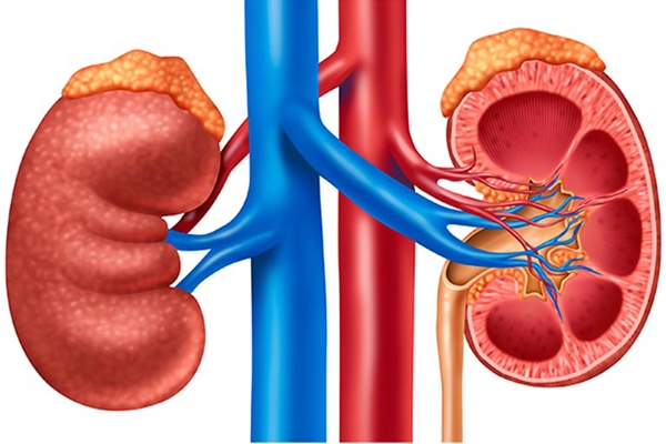 Nephrology